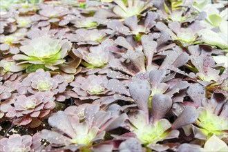 Small succulent plants background. greenhouse, top view, floral texture