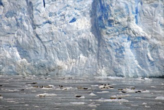 Seals against the background of a huge ice front, blue, Columbia Icefield, Valdez, Alaska, USA,