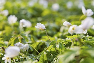 Wood anemone in the floodplain landscape around Moritzburg, Moritzburg, Saxony, Germany, Europe