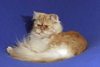 Persian cat, long-haired cat