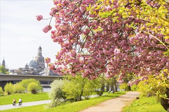 Blossoming cherry trees with a view of the Dresden skyline, Dresden, Saxony, Germany, Europe