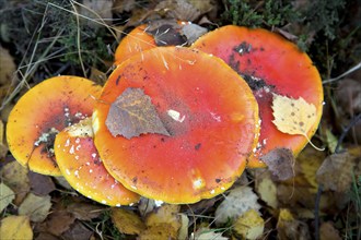 Fly agaric fungi Amanita muscaria, Suffolk Sandlings heathland