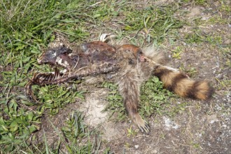 Van Wert, Ohio, The remains of a raccoon (Procyon lotor) along Slane Road in rural northwestern