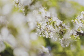 Cherry blossom, photographed in Jauernick-Buschbach, 12.04.2024