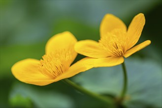 Marsh marigold (Caltha palustris), Ranunculaceae, spring, Lippachtal, Mühlheim, Upper Danube Nature