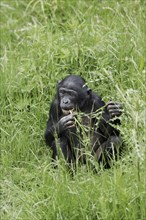 Bonobo or bonobo (Pan paniscus), juvenile, captive, occurring in the Congo