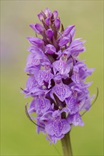 Moorland spotted orchid (Dactylorhiza maculata), North Rhine-Westphalia, Germany, Europe