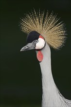 Gray crowned-crane (Balearica regulorum), portrait, captive, occurrence in Africa