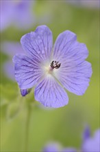 Caucasian cranesbill (Geranium ibericum), garden plant, North Rhine-Westphalia, Germany, Europe