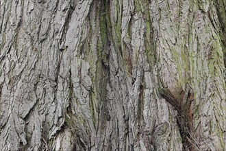 Giant sequoia (Sequoiadendron giganteum), bark, ornamental tree, North Rhine-Westphalia, Germany,