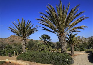 Botanical gardens at Rodalquilar, Cabo de Gata natural park, Almeria, Spain, Europe