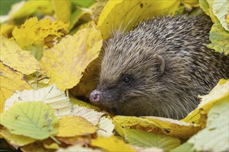 European hedgehog (Erinaceus europaeus) adult animal amongst fallen autumn leaves, Suffolk,