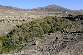 Vegetation growing in bottom of seasonal watercourse valley, near Paraja, Fuerteventura, Canary