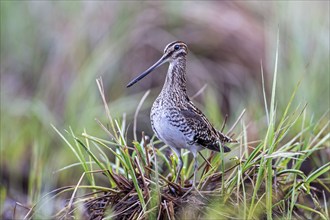 Common snipe (Gallinago gallinago) Alluvial landscape, alluvial meadows, snipe bird, foraging on a