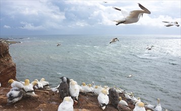 Northern gannet (Morus bassanus or Sula bassana), colony on guillemot cliffs on the island of