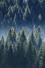 Fog and forest in Oberägeri in the canton of Zug, Switzerland, Europe