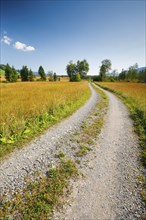 Field road leads through the Rothenthurm upland moor, Schwyz, Switzerland, Europe