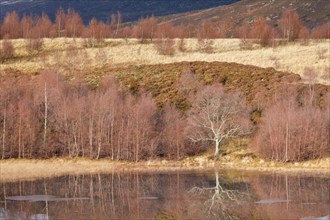 Reddish birch trees overgrown with moss are reflected in the water of a loch covered with ice