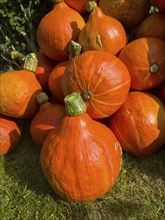 Close-up of bright orange pumpkins with green stems in the light of the sun, Hokkaido pumpkin,