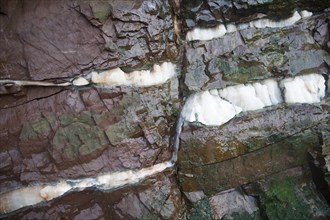 Faulting with veins of gypsum in Lower Lias rocks Watchet, Somerset, England, United Kingdom,