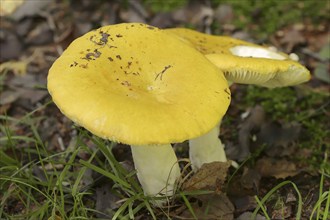 Lemon russula, ochre sublime (Russula ochroleuca), North Rhine-Westphalia, Germany, Europe