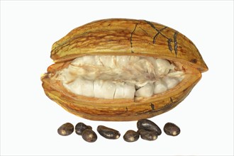 Cocoa tree (Theobroma cacao), halved cocoa fruit with pulp and cocoa beans