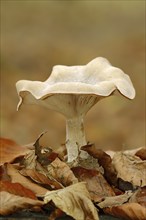 Foggy grey funnel mushroom or fog cap (Lepista nebularis, Clitocybe nebularis), North