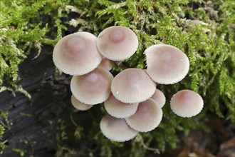 Large blood helminth (Mycena haematopus), North Rhine-Westphalia, Germany, Europe