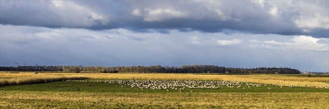 Weite Landschaft mit einem Feld voller Vögel unter einem dramatischen Himmel, Kraniche auf dem Darß