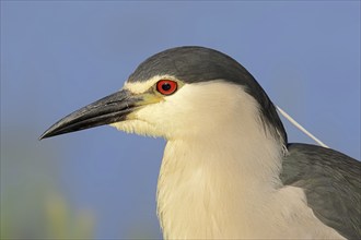 Black crowned night heron (Nycticorax nycticorax), portrait, Lake Kerkini, Greece, Europe