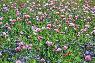 Opium poppy (Papaver somniferum), cultivation of edible poppy, poppy field, pink flowers and seed