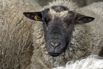 Male black-headed domestic sheep (Ovis aries), Rehna, Mecklenburg-Vorpommern, Germany, Europe