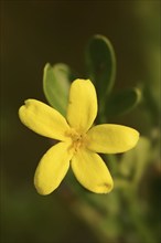 Shrub jasmine or shrubby jasmine (Chrysojasminum fruticans, Jasminum fruticans), flower, Provence,