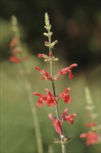 Honeydew melon sage or pineapple sage (Salvia elegans), flowers, ornamental plant, North