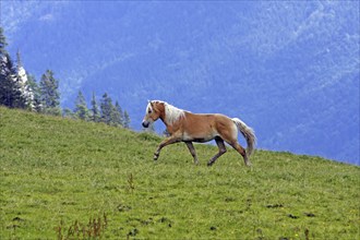 Haflinger, Ebbs, Tyrol, Austria, Europe