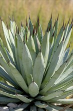 Agave macroacantha, Rhineland-Palatinate, Germany, Europe