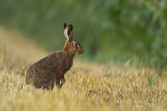 European brown hare (Lepus europaeus) adult animal in a farmland stubble field, Norfolk, England,