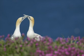 Northern gannet (Morus bassanus) two adult birds performing thier courtship display amongst