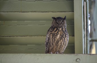 Eurasian eagle-owl (Bubo bubo), adult male, sitting in an old industrial building, Ewald colliery,