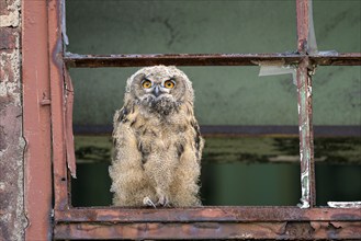 Eurasian eagle-owl (Bubo bubo), fledged young bird, in an old window frame, industrial building,