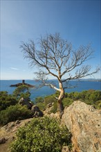 Coast and red rocks, Île dOr, Massif de l'Esterel, Esterel Mountains, Département Var, Région