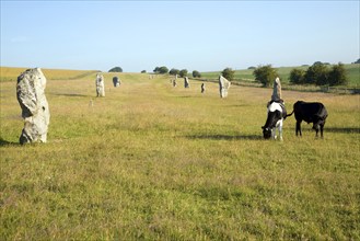 Standing stones of the West Kennet Avenue approaching Avebury, Wiltshire, England, United Kingdom,