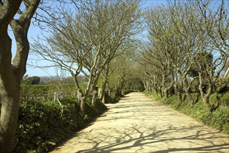 Tree lined avenue of sandy unsurfaced road, Island of Sark, Channel Islands, Great Britain