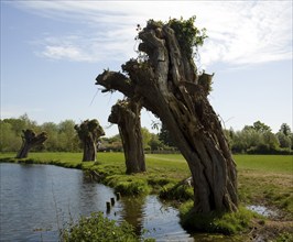 Ancient willow trees recently pollarded, River Stour, Dedham Vale, Essex Suffolk border, England,