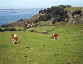 Guernsey cattle Island of Herm, Channel Islands, Great Britain