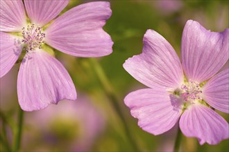 Musk mallow (Malva moschata), close-up, in a sunny meadow in summer, Spessart, Bavaria, Germany,