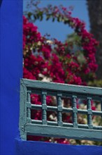 Majorelle Garden, botany, bougainvillea, flora, plant, botany, tropical, climate, architecture,