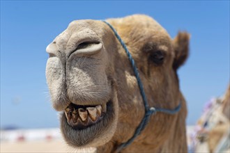 Dromedary (Camelus dromedarius), Arabian camel in head portrait, head, animal, farm animal, teeth,