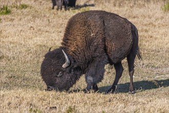 American Bison (Bison bison), also known as the American buffalo grazing in a field of grass in