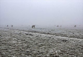 Cattle standing in dense fog on a pasture, Teschendorf, 15 November 2012, Teschendorf, Germany,
